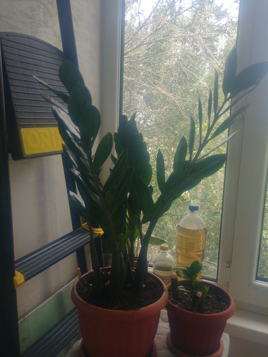 Новый сорт Пирамида 50~60см