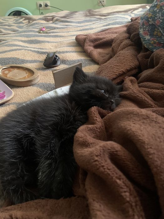 Котенце женско на 2,5 месеца