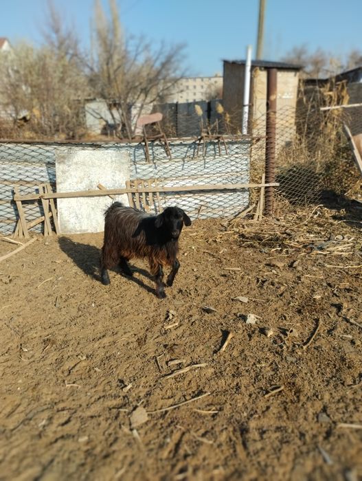 Ақ лақ 25000, қара лақ 25000