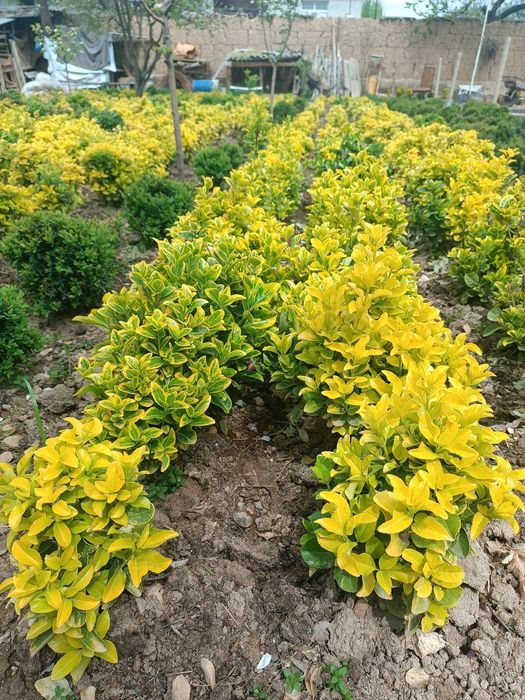 Yaponiski gold ko'p yillik