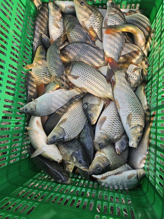 Балик сотилади  сазан Талсталоб амур