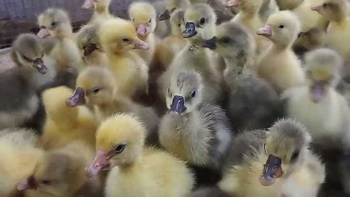 Рассийа гоз жужалари сотувга чикди