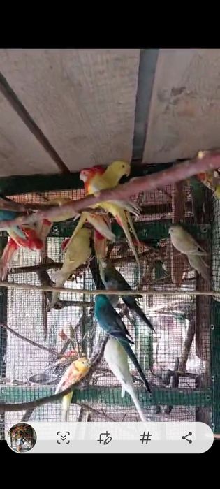 Papagali Rosella, Cîntători, kakariki,