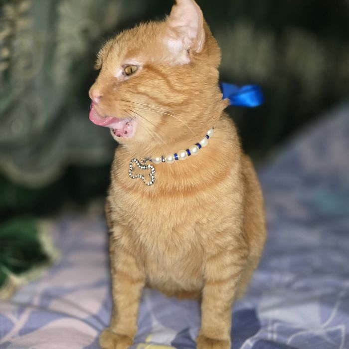 Санни красивый кот