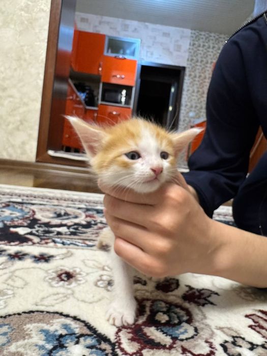 Отдам даром котята