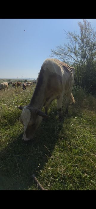 Juninca fatata de o saptamana