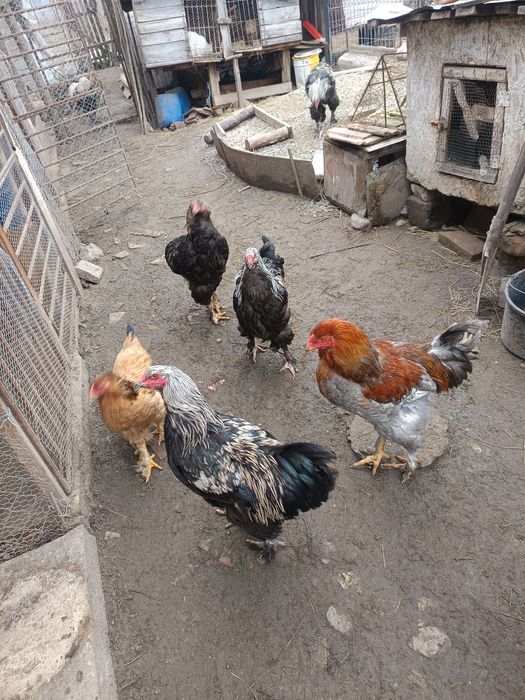 Oua din gainile din poze brahma ,motate ,paduana strumsky batan