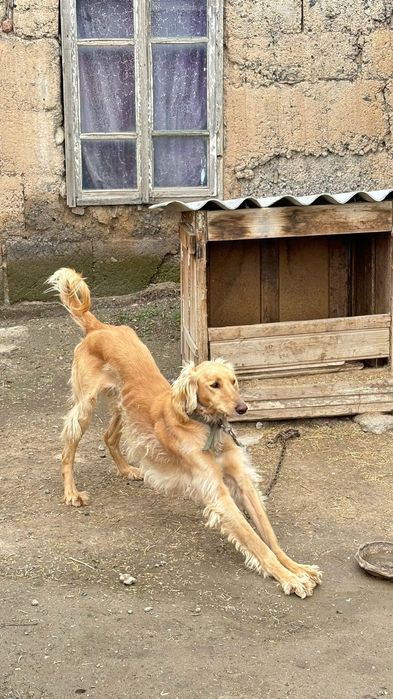 Тазы шашақ құмай