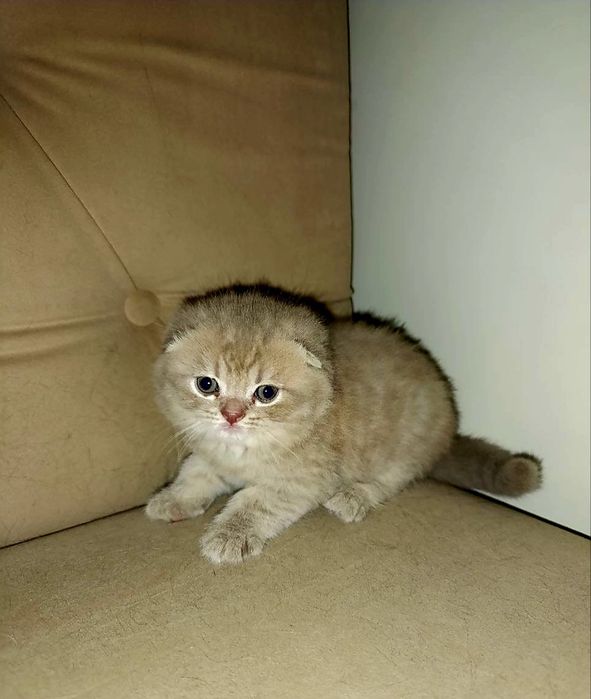 Мальчик скотиш-фолд, бежевого окраса. Очень ласковый и домашний.