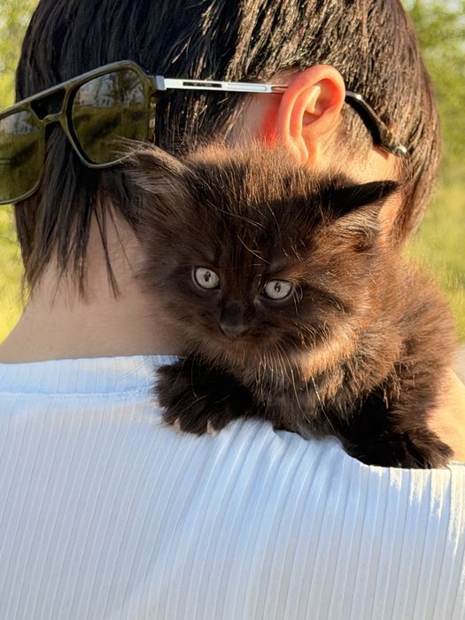 Продам чудесных котят
