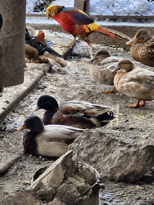 Vand sau schimb rate pitice olandeze