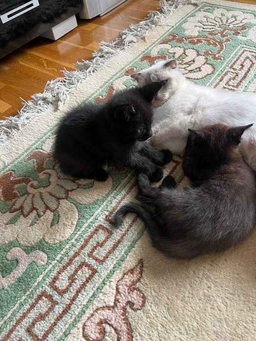 Отдам котят в хорошие руки