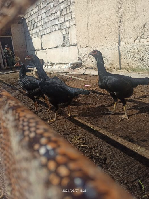 Дакен жожа товуқлар