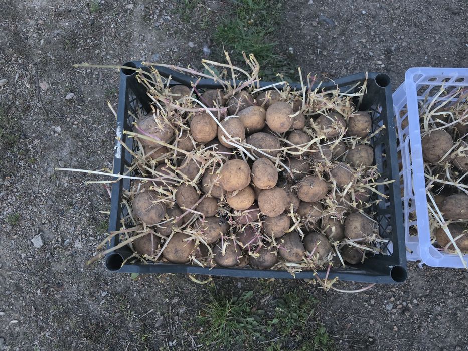 Продам семянной картофель