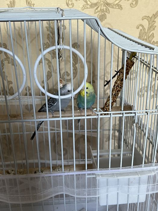 Продам попугаев с клеткой