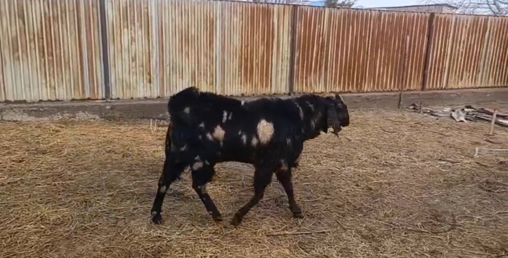 Орыс ешкі сүтті ешкінің балдары