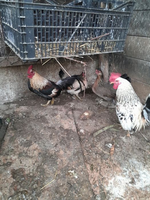 Găini pitice tinere