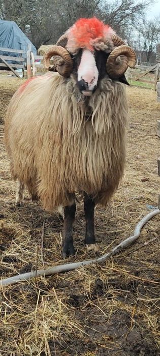 De vânzare berbeci și cârlani!