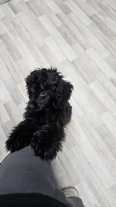 Американский хоккер