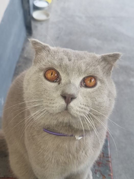 Кот Скотиш Фолд мальчик