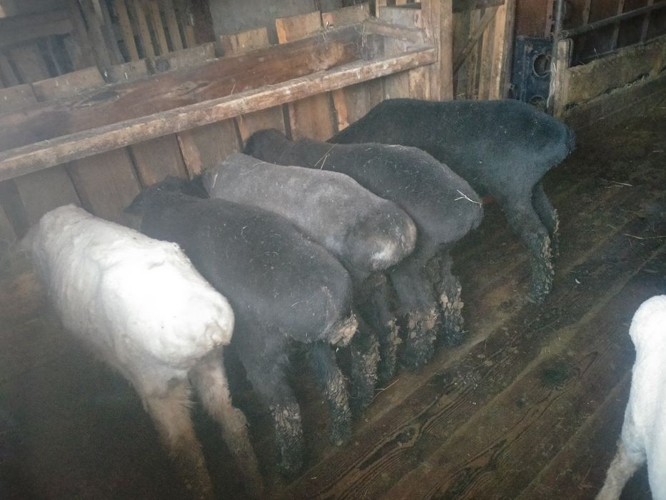 Қойлар сатам, Овцы продам