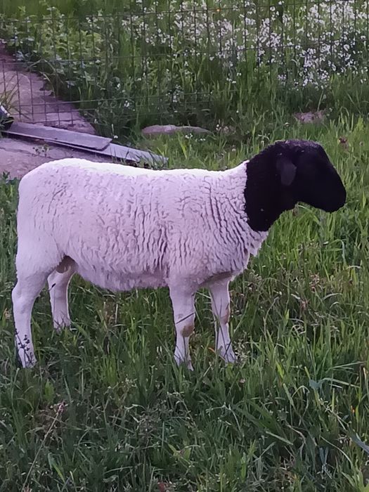 Berbecuți Dorpat de vinzare