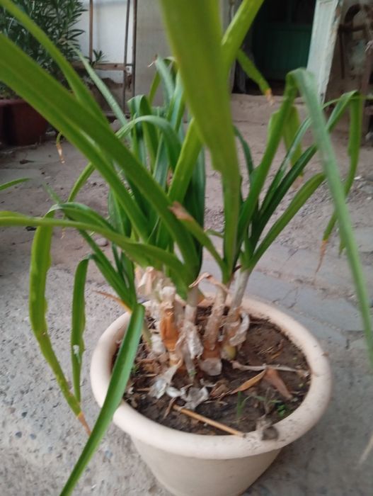 Кринум продаю большой