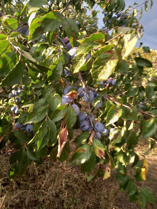Prune:  Annaspet Argeș