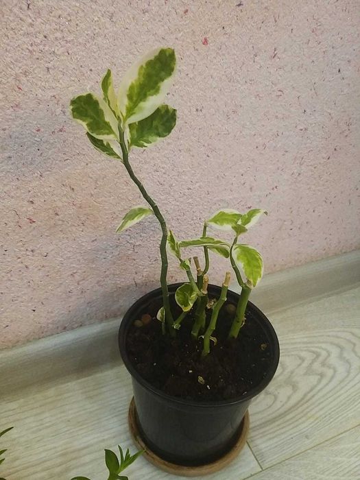 Продам комнатные цветы