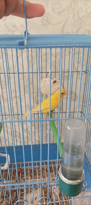 Тайор канарейка  2 yosh мода barter xam bor nariga