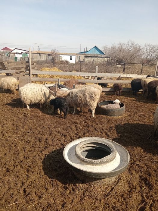 Продам баранов оптом