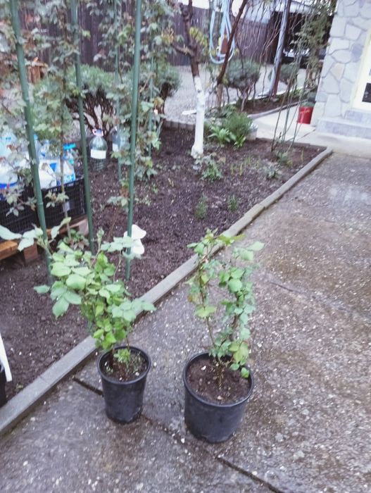 Trandafiri de dulceață Rose de Rescht