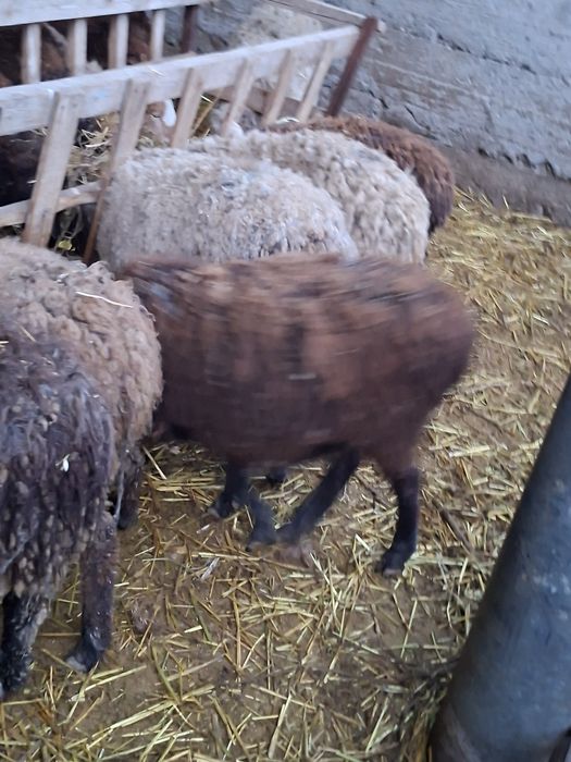 Продам котных  баран !!