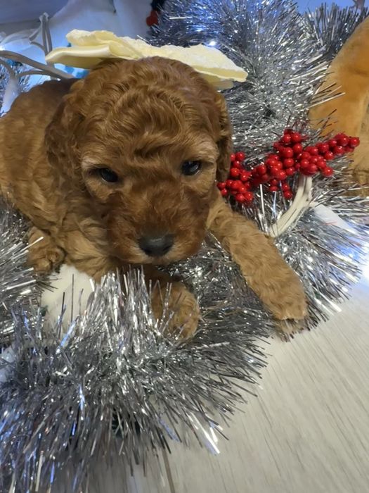 Той пудел/Toy poodle