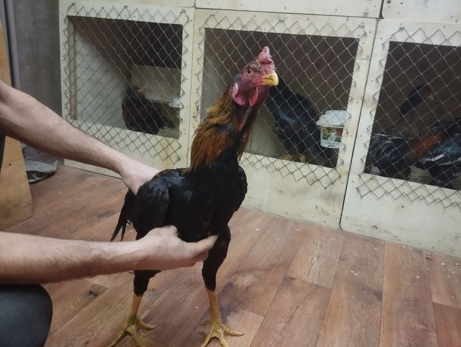 Дакан апрельский