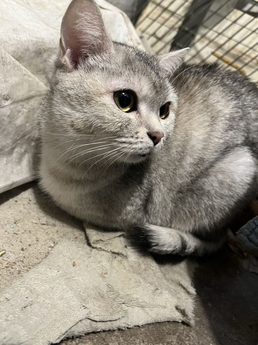 Красивая кошечка в добрые руки