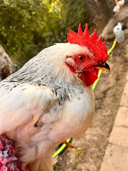 Продам уток,индоуток,кур