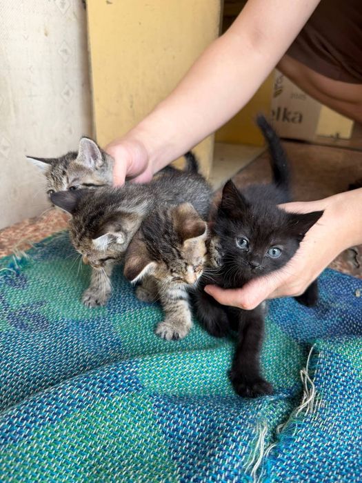Котята в хорошие руки