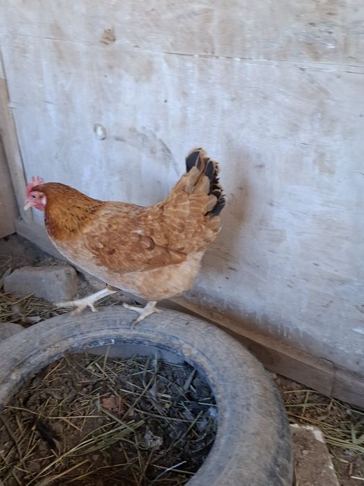 1 ,қораз ,4-мекен сатылады.