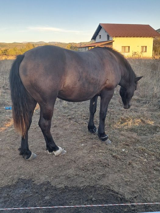 Manza de 2 ani de vânzare