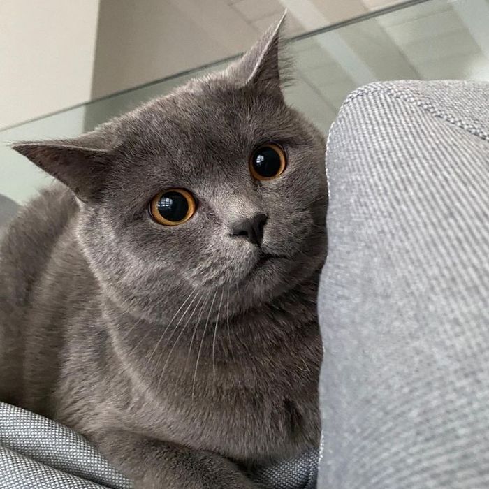 Котята Scottish Stight и Scottish Fold
