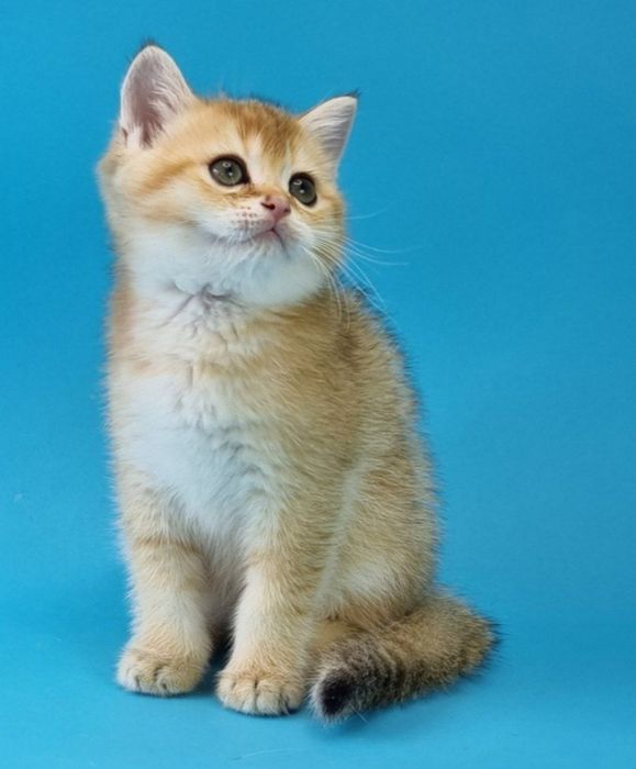 золотая шиншилла ny12