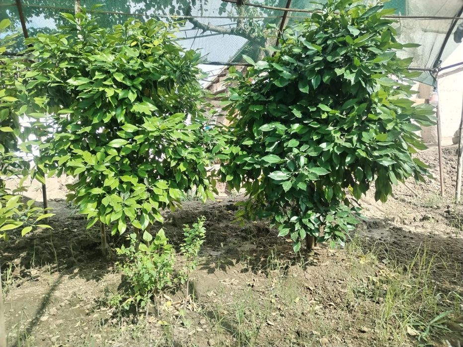 5 yillik limon ko'chatlari