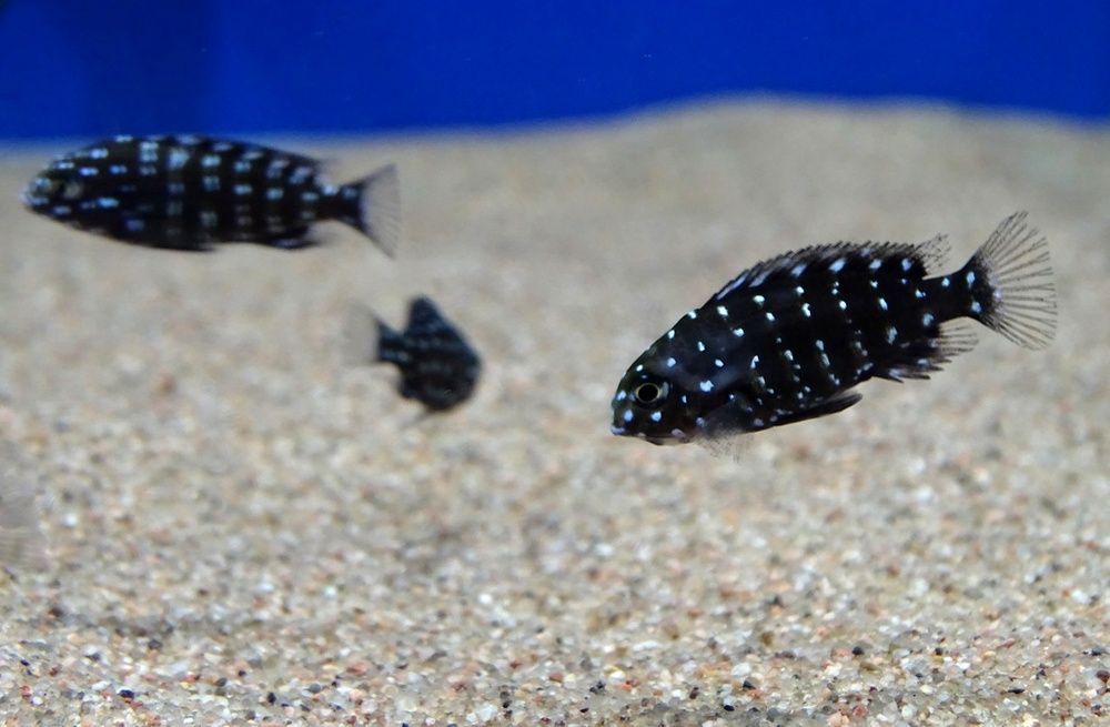 Малёк трофеус Дюбуа