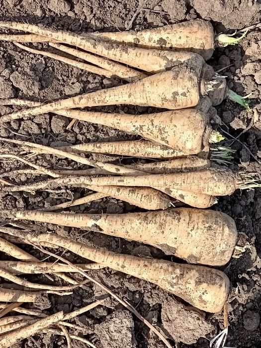 Vând pastarnac proaspăt