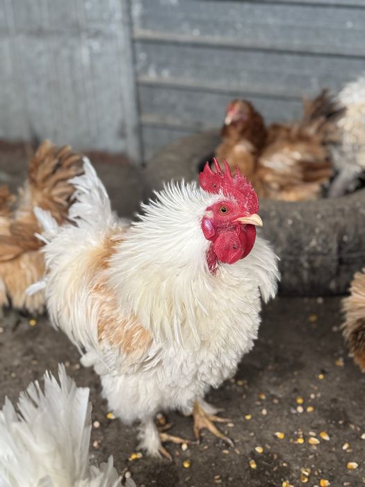 Ouă incubat gaini frezate.