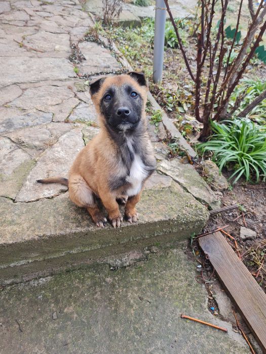 Белгийска овчарка Малиноа