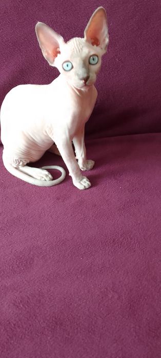 Канадские сфинксы(мальчик и девочка)