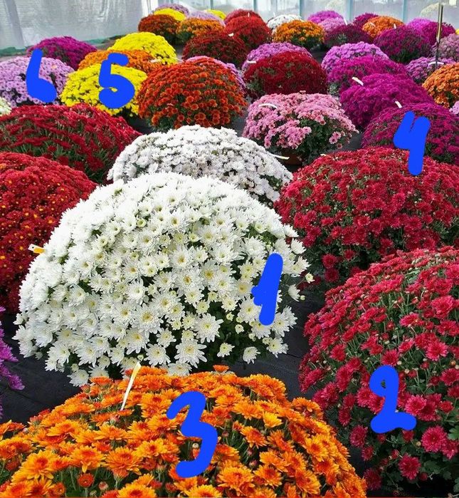 Ассалом Хиризантема гулар сотувга тайор