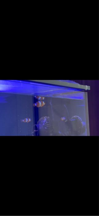 Морской аквариум